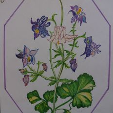 Aniela Gyllendahl Flower Painting - Aquilegia Vulgaris L