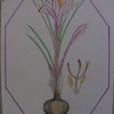 Aniela Gyllendahl Flower Painting - Crocus Sativus L