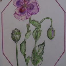 Aniela Gyllendahl Flower Painting - Papaver Somniferum L